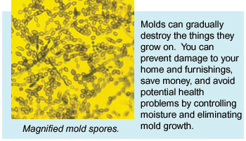 Mold Resources